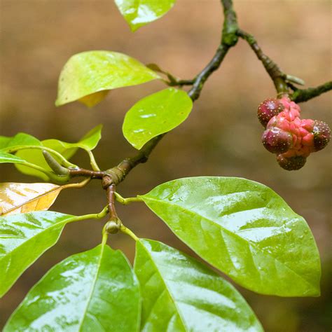 alluc magnolia
